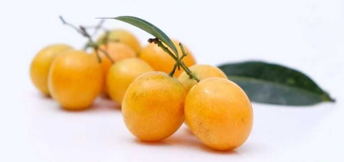 Mengenal Buah Gandaria dan Manfaatnya yag Jarang Diketahui